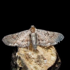 Geometridae