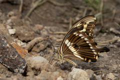 Papilio constantinus mweruana
