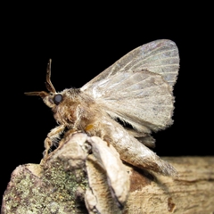 Lasiocampidae