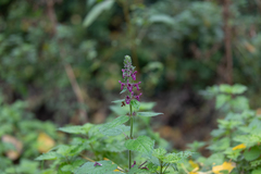 Stachys sylvatica