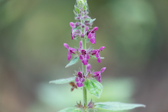 Stachys sylvatica