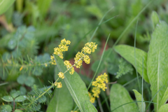 Galium verum