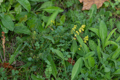 Galium verum