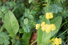 Galium verum