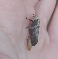 Cercopidae