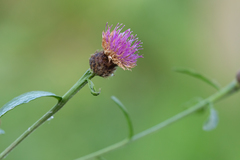 Centaurea nigra