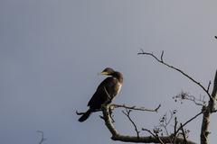 Phalacrocorax carbo