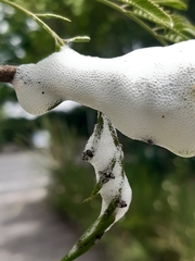Cercopidae