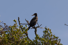 Phalacrocorax carbo
