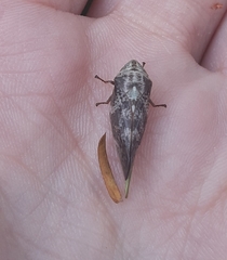 Cercopidae