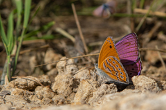 Sevenia amulia intermedia