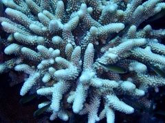 Acropora humilis