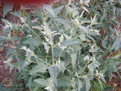 Atriplex oblongifolia