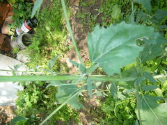 Atriplex oblongifolia