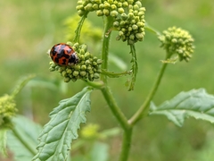 Harmonia axyridis