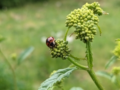 Harmonia axyridis