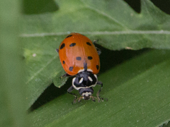 Hippodamia convergens
