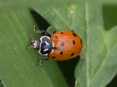Hippodamia convergens