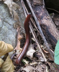 Pachyiulus hungaricus