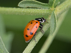 Hippodamia convergens