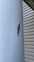 Leptysma marginicollis