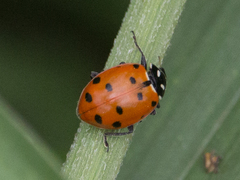 Hippodamia convergens