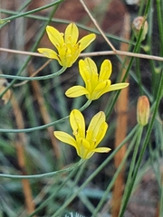 Eriospermum abyssinicum