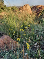 Eriospermum abyssinicum