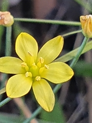 Eriospermum abyssinicum
