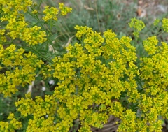 Odontarrhena muralis