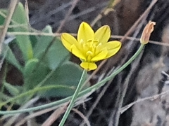 Eriospermum abyssinicum