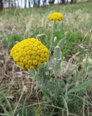 Achillea clypeolata