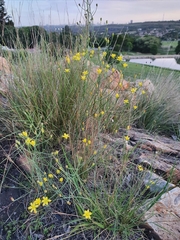 Eriospermum abyssinicum