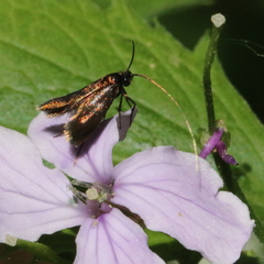 Cauchas rufimitrella