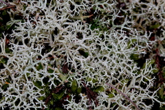Cladonia portentosa