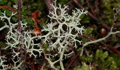 Cladonia portentosa