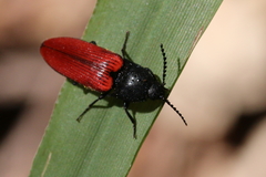 Ampedus sanguineus