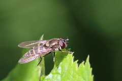 Parasyrphus punctulatus