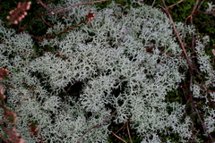 Cladonia portentosa