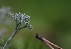 Cladonia portentosa
