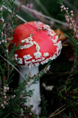 Amanita muscaria