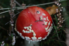 Amanita muscaria