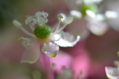 Phytolacca heterotepala