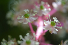 Phytolacca heterotepala