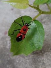 Oncopeltus nigriceps