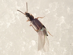 Orochares angustatus