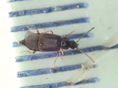 Orochares angustatus