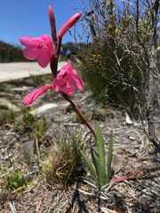 Watsonia coccinea