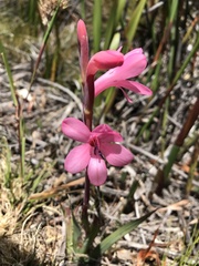 Watsonia coccinea