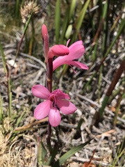 Watsonia coccinea